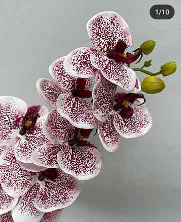 Штучна латексна орхідея VIP у пудровому керамічному кашпо на дві гілки бордовий градієнт Дніпро