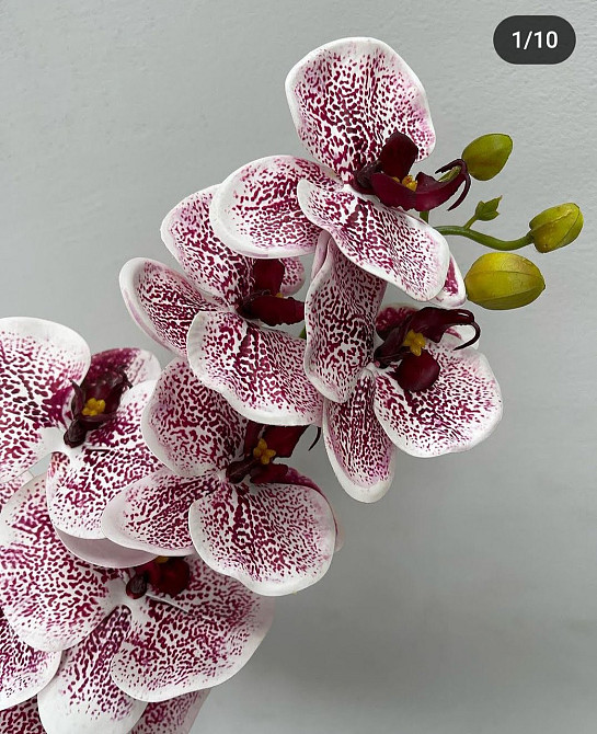 Штучна латексна орхідея VIP у пудровому керамічному кашпо на дві гілки бордовий градієнт Дніпро - фото 5