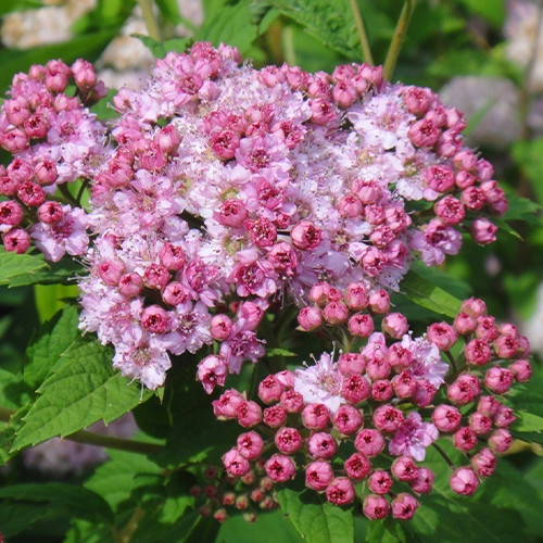 Саджанці спіреї Манон (черенкований) - 2-річний Чернівці - фото 1