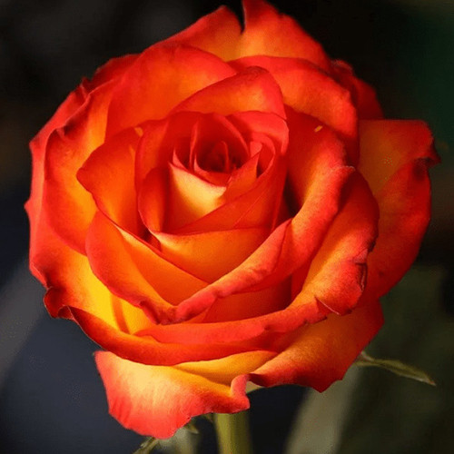 Саджанці троянд Ксюша (привитий) - 2-річний Чернівці - фото 1