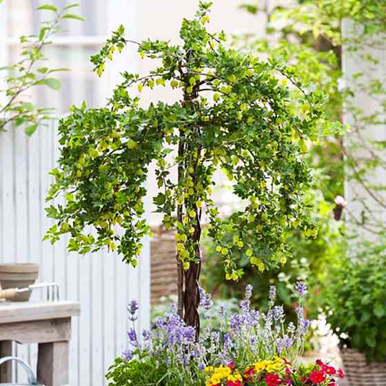 Саджанці агрусу на штамбі Мукурінес (привитий) - 2-річний Чернівці