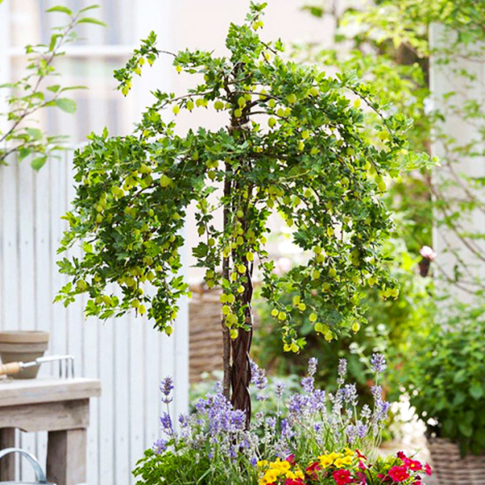 Саджанці агрусу на штамбі Мукурінес (привитий) - 2-річний Чернівці - фото 4