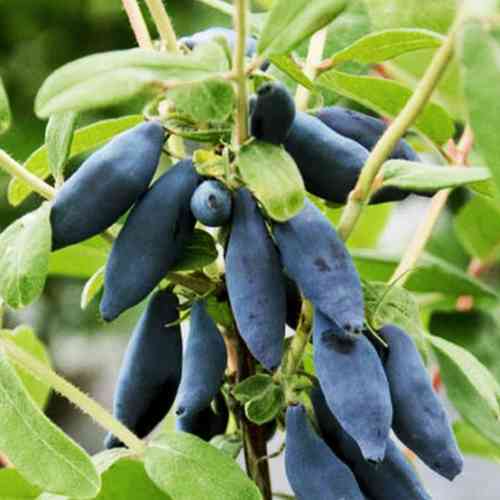 Саженцы жимолости Золушка (черенкованный) - 3-летний Черновцы