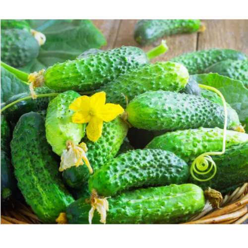 Огірок Цезар F1 0,5гр Смачний Житомир - фото 2