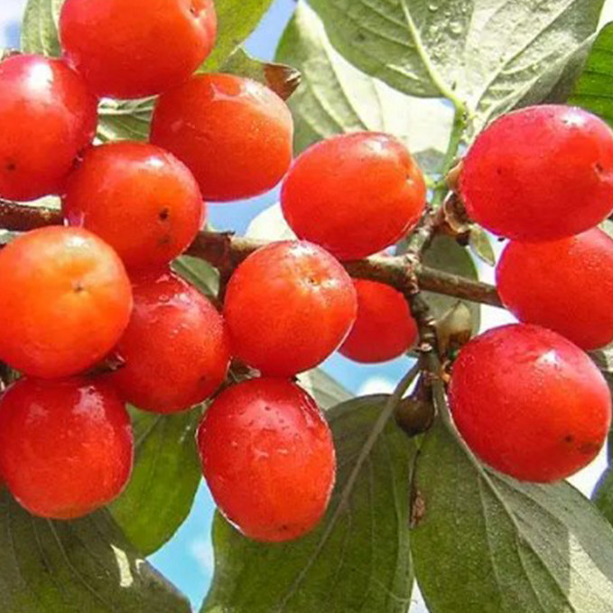 Саджанці кизилу Кораловий Марка - 2-річний Чернівці - фото 1