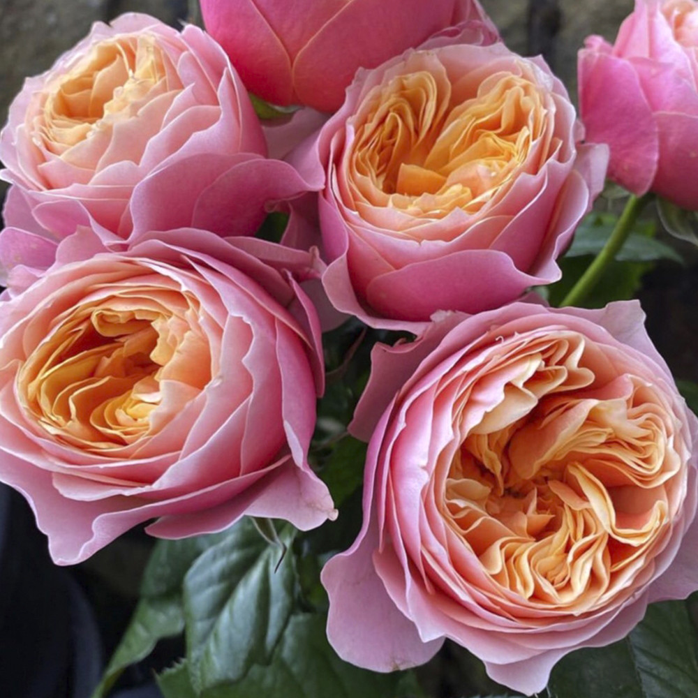 Саджанці чайно-гібридних троянд Вувузела (привитий) Чернівці - фото 2