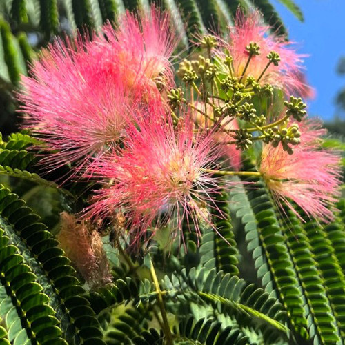 Саженцы альбиции Зонтичная (привитый) - 1-летний Черновцы - изображение 1
