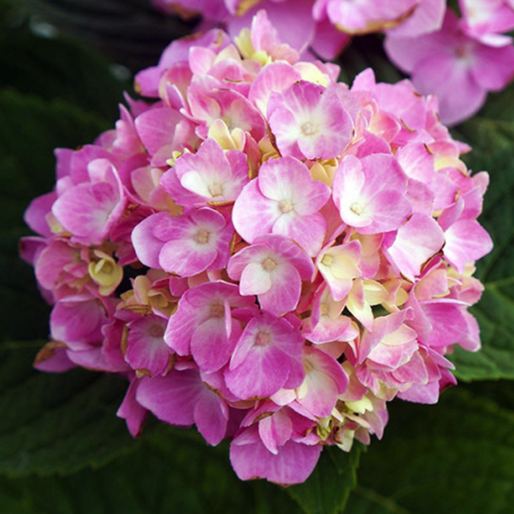 Саженцы гортензии BAILMER (черенкованный) Черновцы - изображение 1