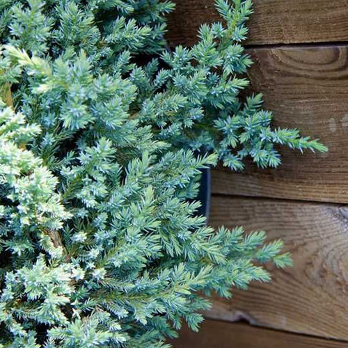 Саджанці ялівцю Літтл Джоанна (черенкований) - 3-річний Чернівці - фото 1