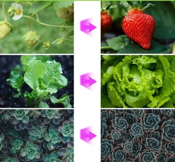 Фітолампа для рослин світлодіодна Plant Grow Light 3 з таймером, розмір S, синій+червоний, синій кол Київ