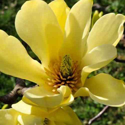 Саджанці магнолії Єллоу Рівер (черенкований) - 2-річний Чернівці