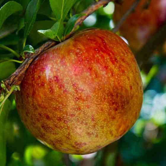 Саджанці плуота Дапл Денді (привитий) - 2-річний Чернівці