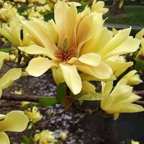 Саджанці магнолії Метелик (черенкований) - 2-річний Чернівці