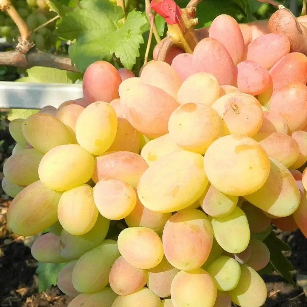 Саженцы винограда Ух-ты (черенкованный) - 1-летний Черновцы - изображение 2