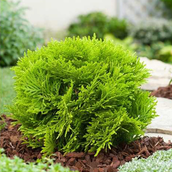 Саджанці туї Куляста Чернівці - фото 2