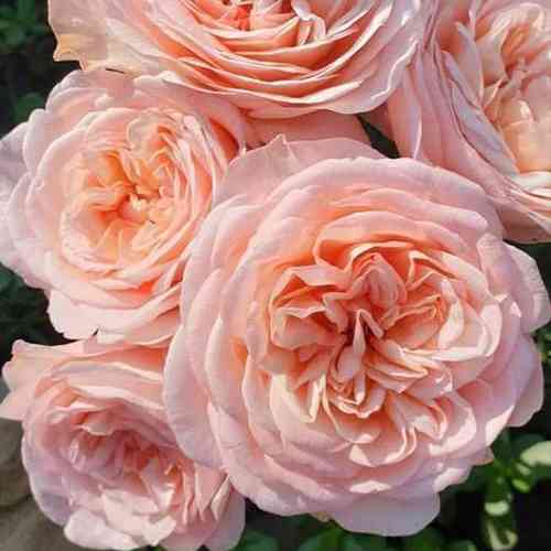 Саджанці троянд Мерхенцаубер (привитий) - 2-річний Чернівці