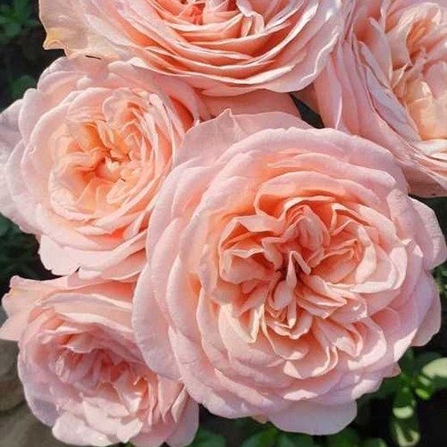 Саджанці троянд Мерхенцаубер (привитий) - 2-річний Чернівці - фото 1