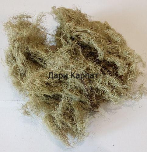 Уснея бородатая (лишайник), 100г. MasterSEM Киев - изображение 1