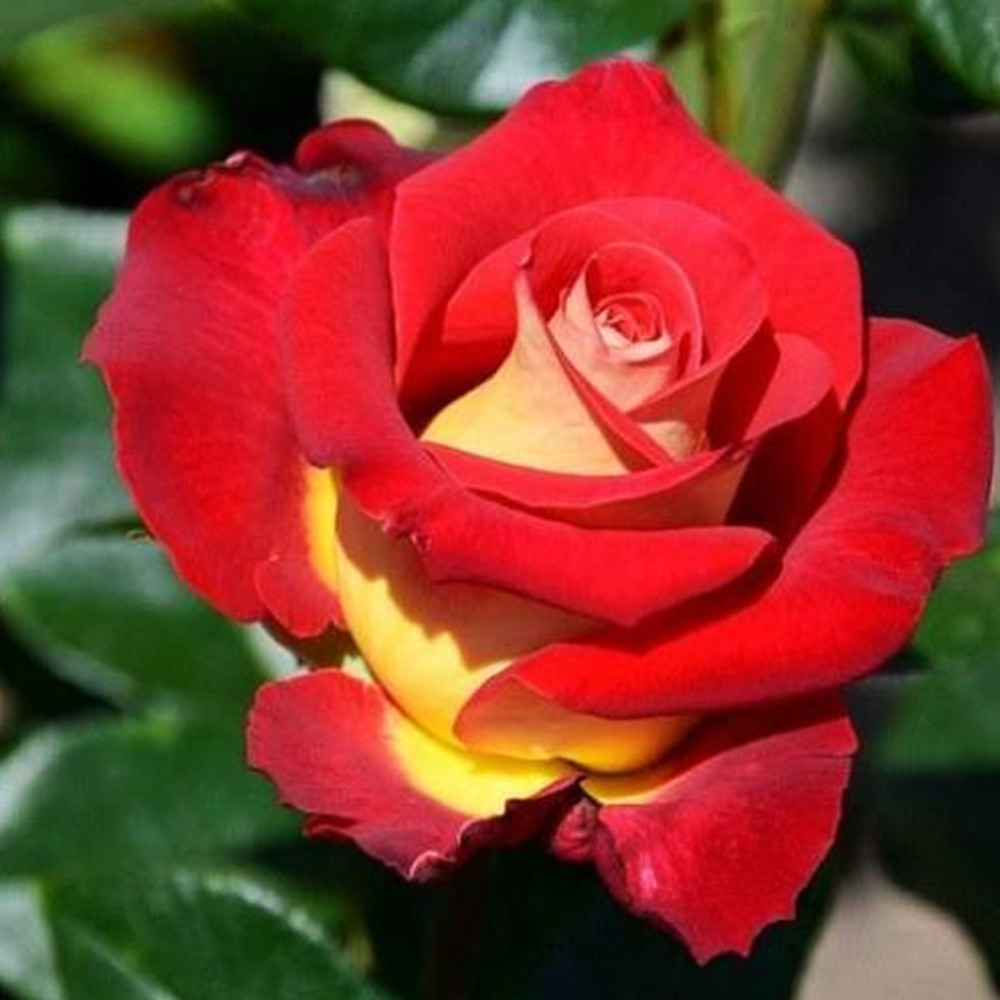 Саджанці чайно-гібридних троянд Френдшип (привитий) Чернівці - фото 1