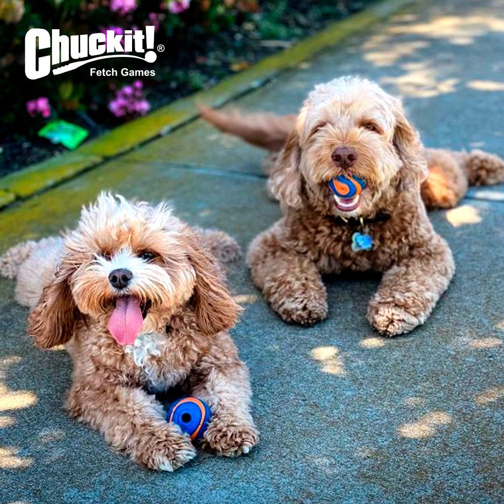 Тенісний м'ячик для собак Chuckit! Ultra Squeaker Ball іграшка з ультразвуком, розмір S (5 см) Вінниця - фото 3