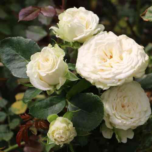 Саджанці троянд Міс Бомбастік (привитий) - 2-річний Чернівці