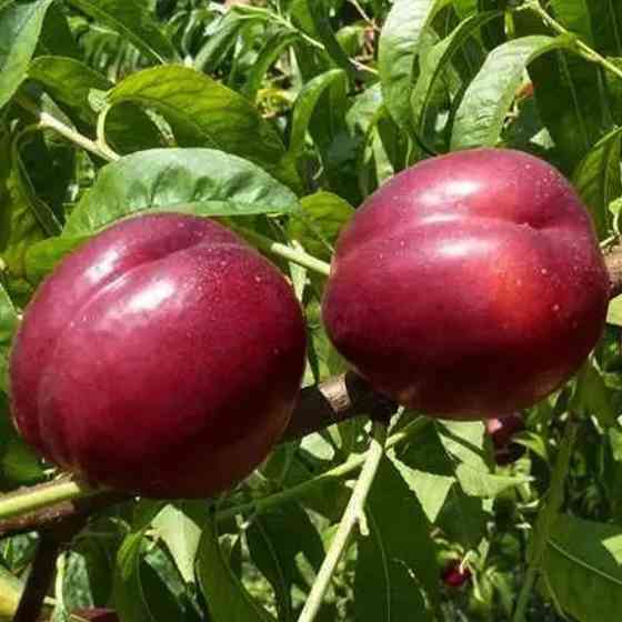 Саджанці нектарину Алі Топ (привитий) - 2-річний Чернівці