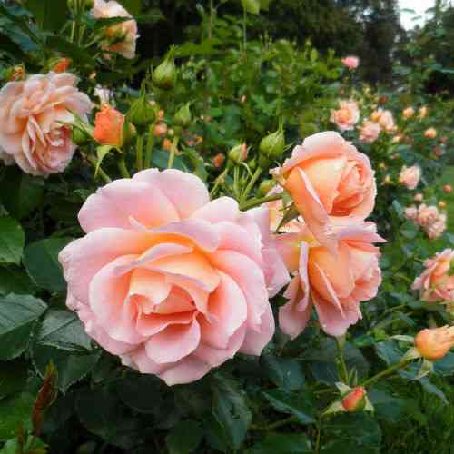 Саджанці троянд Гейша (привитий) - 2-річний Чернівці