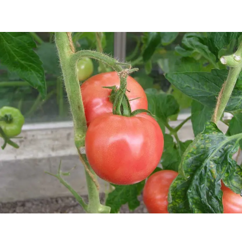 Томат Торбей F1 рожевий 10шт Професійне насіння Житомир - изображение 3