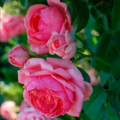 Саженцы роз Розовая Жемчужина (привитый) - 2-летний Черновцы - изображение 1