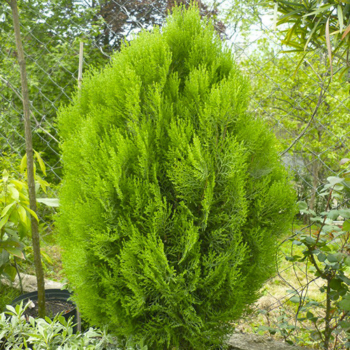 Саджанці туї Біота Чернівці - фото 1