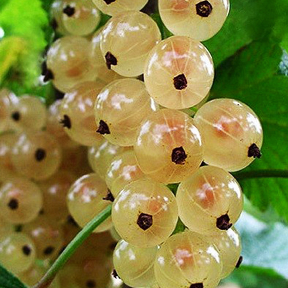 Саженцы смородины Снежана Черновцы - изображение 1