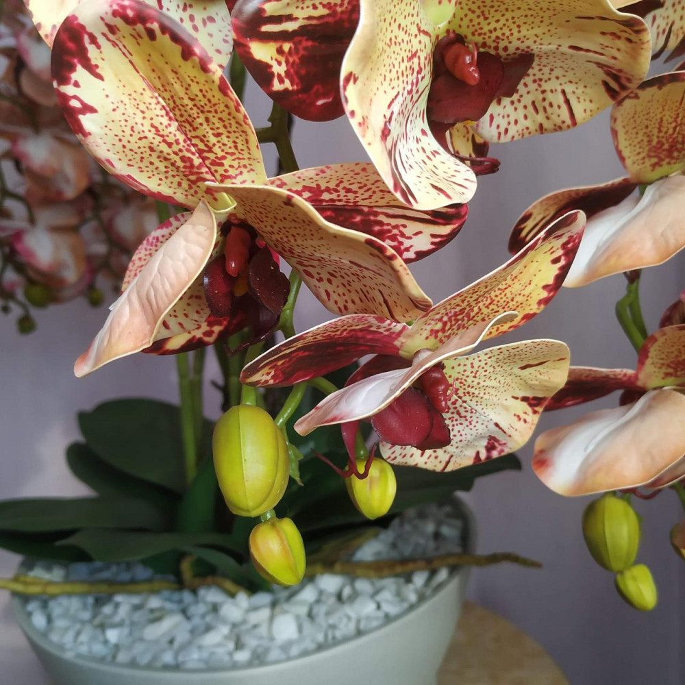 Штучна латексна орхідея VIP у бежевому керамічному кашпо на п'ять гілок кремово-бордова Дніпро - фото 3