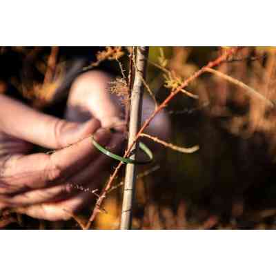 Стяжка Neo Tools 50шт, пластик, 4.8х160мм, зелена (15-979) Вінниця