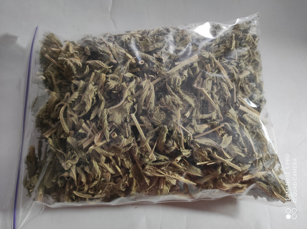 Гринделия растопыренная, 100г master sem Киев - изображение 1