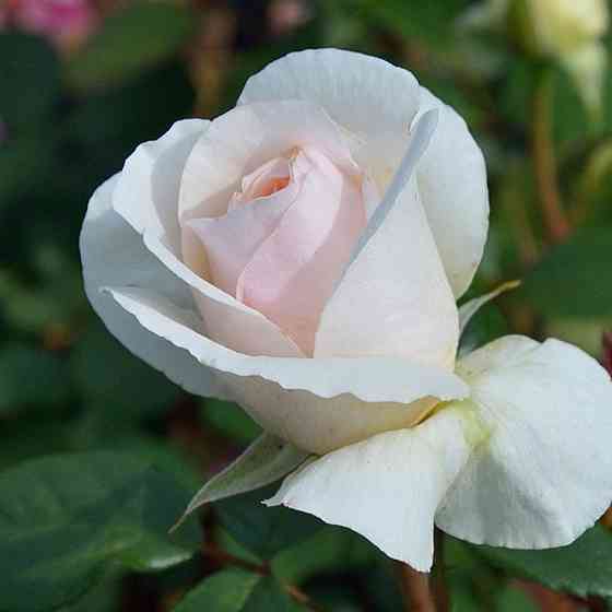 Саженцы роз Джулия Ренессанс (привитый) Черновцы