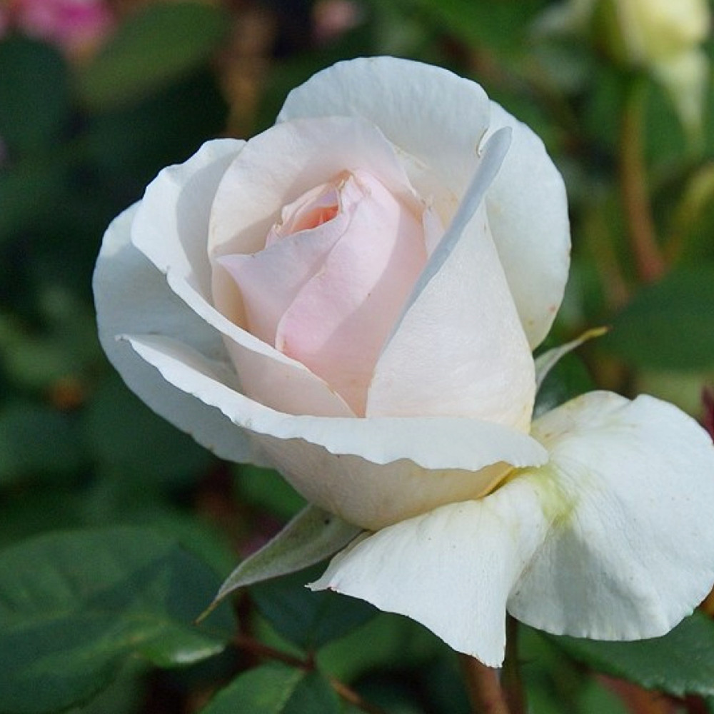 Саджанці троянд Джулія Ренесанс (привитий) Чернівці - фото 3