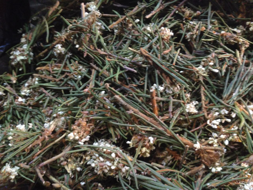 Багно болотяне (Багульник болотный) 100г master sem Киев - изображение 1