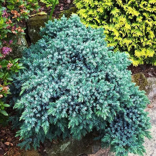 Саженцы можжевельника Синий Паук (черенкованный) - 3-летний Черновцы - изображение 1