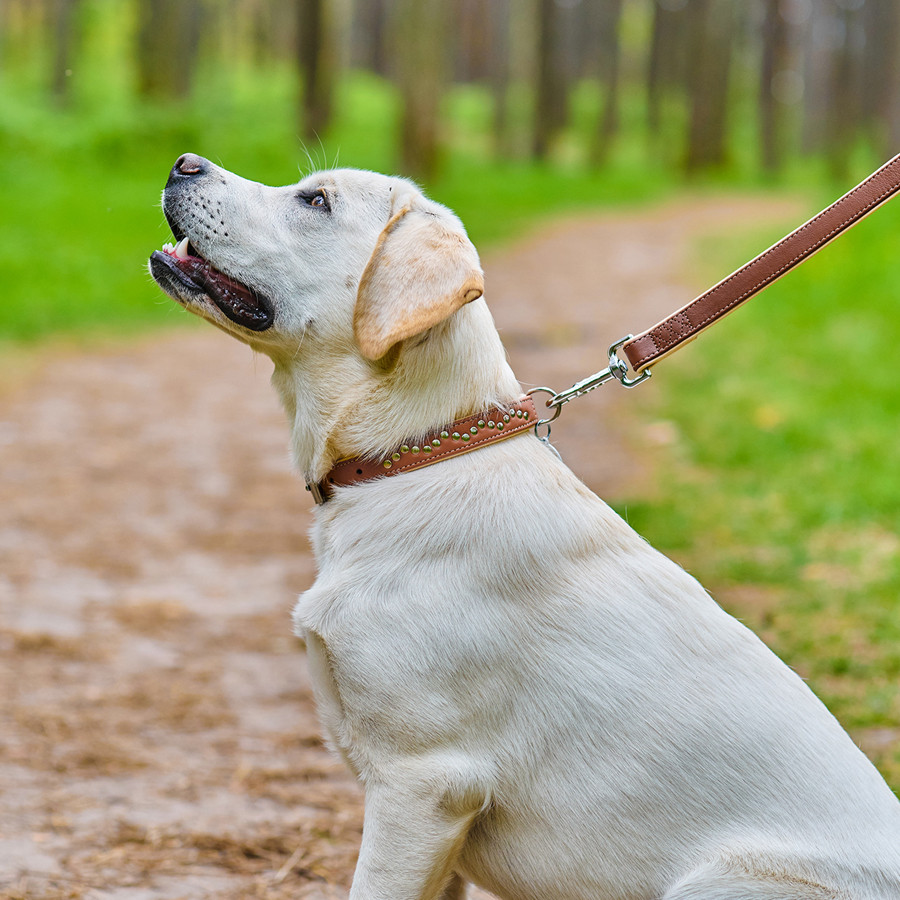 Нашийник для собак шкіряний WAUDOG Soft з QR паспортом, металічні прикраси, Ш 25 мм, Дов 38-49 Коломия - фото 3