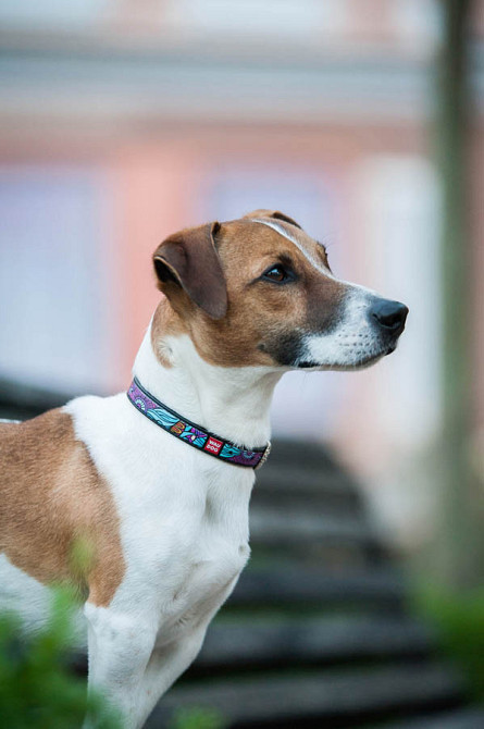 Нашийник для собак шкіряний WAUDOG Design з QR паспортом, малюнок "Літо", Ш 12 мм, Д 20-28 см, чорний Вінниця - фото 5