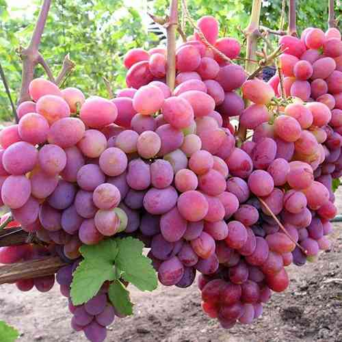 Cаджанці винограду Пам'яті Хірурга (черенкований) - 2-річний Чернівці