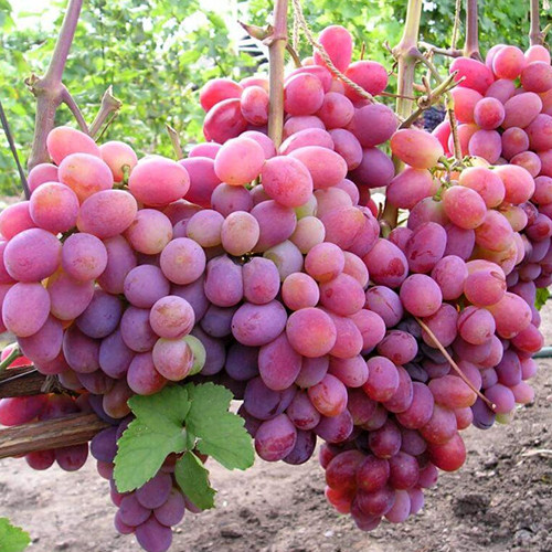 Cаджанці винограду Пам'яті Хірурга (черенкований) - 2-річний Чернівці - фото 1