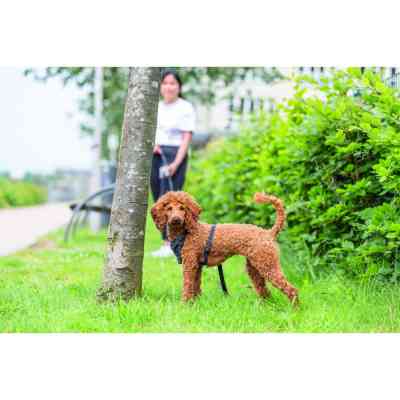 Шлея для собак Trixie CityStyle H-harness Бавовна S–M 42–60 см 15 мм Чорна (4053032683273) Вінниця