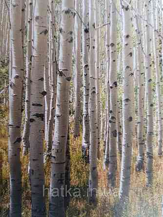 Шпалери вінілові Grandeco One roll one motif 2 A42601 панно мурал 3д дерева ліс березовий гай Київ