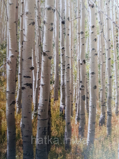 Обои виниловые Grandeco One roll one motif 2 A42601 панно мурал 3д деревья лес березовая роща Киев - изображение 3