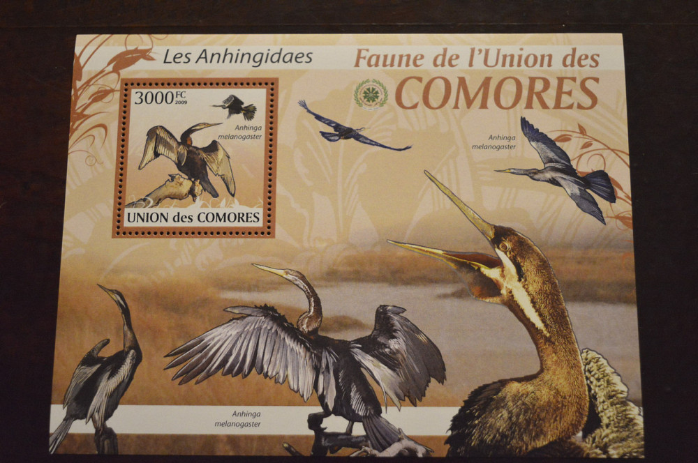 Коморы. Фауна. 2009 год (А) Полтава - изображение 1