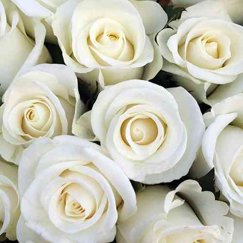 Саджанці троянд Білуга (привитий) - 2-річний Чернівці