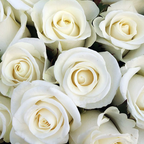 Саджанці троянд Білуга (привитий) - 2-річний Чернівці - фото 1