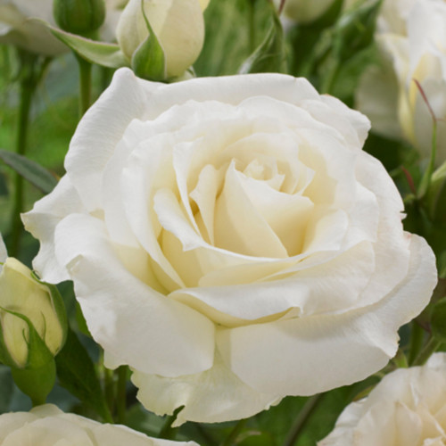 Саджанці троянд Поло (привитий) - 2-річний Чернівці - фото 1