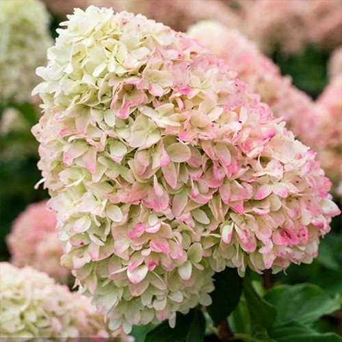 Саджанці гортензії Літнє Кохання (черенкований) - 1-річний Чернівці - фото 1